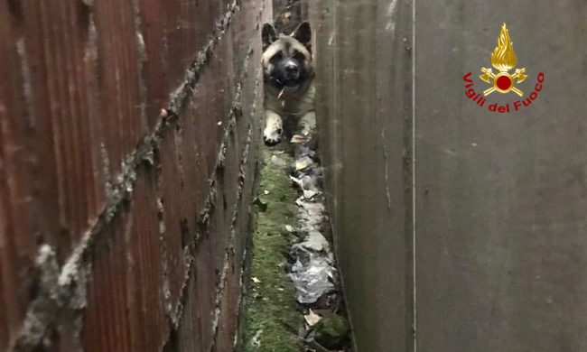 Cagnolino incastrato tra due muri, salvato dai Vigili del fuoco