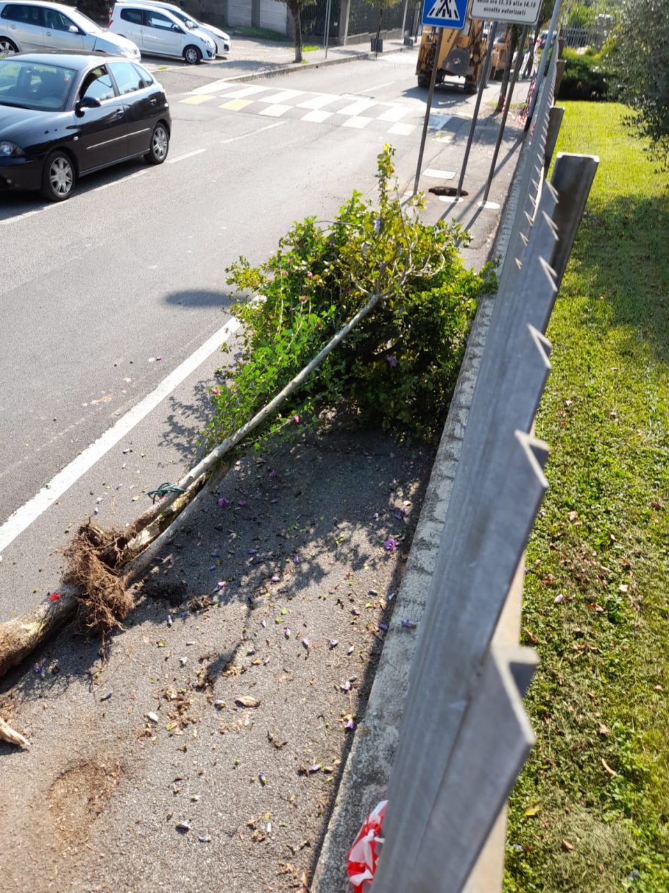 Verano, riqualificazione in via Grandi con nuove alberature