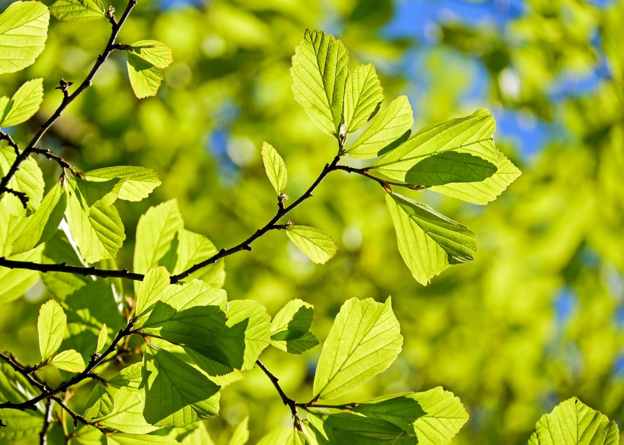 A Monza un patrimonio arboreo di 21mila alberi. E ne arriveranno altri nei prossimi 2 anni