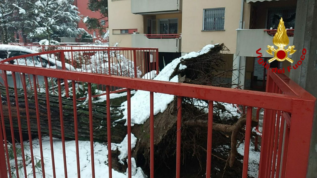Grosso albero cade a causa del maltempo