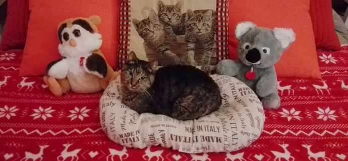 Cesare, Giacomo e quei gatti anziani tutti da amare …