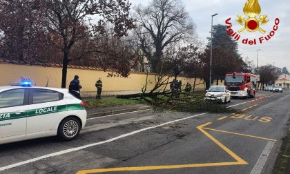 Albero si abbatte sulla strada, auto miracolata - FOTO