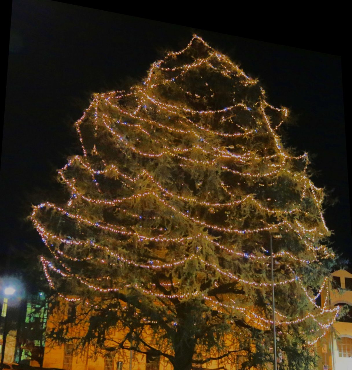 Natale: domani il grande albero si accende… online