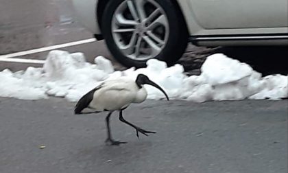 In paese si aggira... un "ibis sacro"