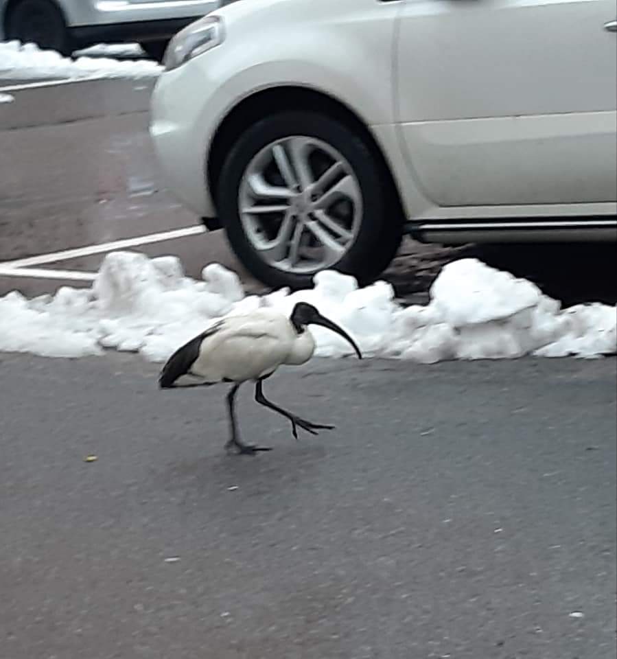 In paese si aggira… un “ibis sacro”