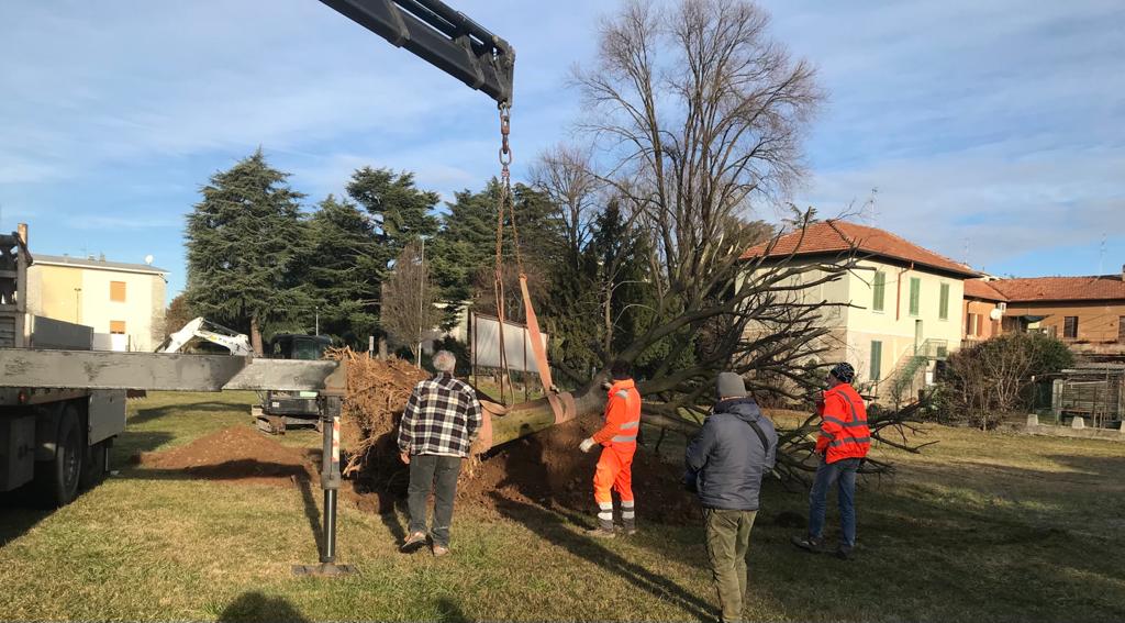 Villasanta, i due bagolari di piazza Europa sono stati ripiantumati