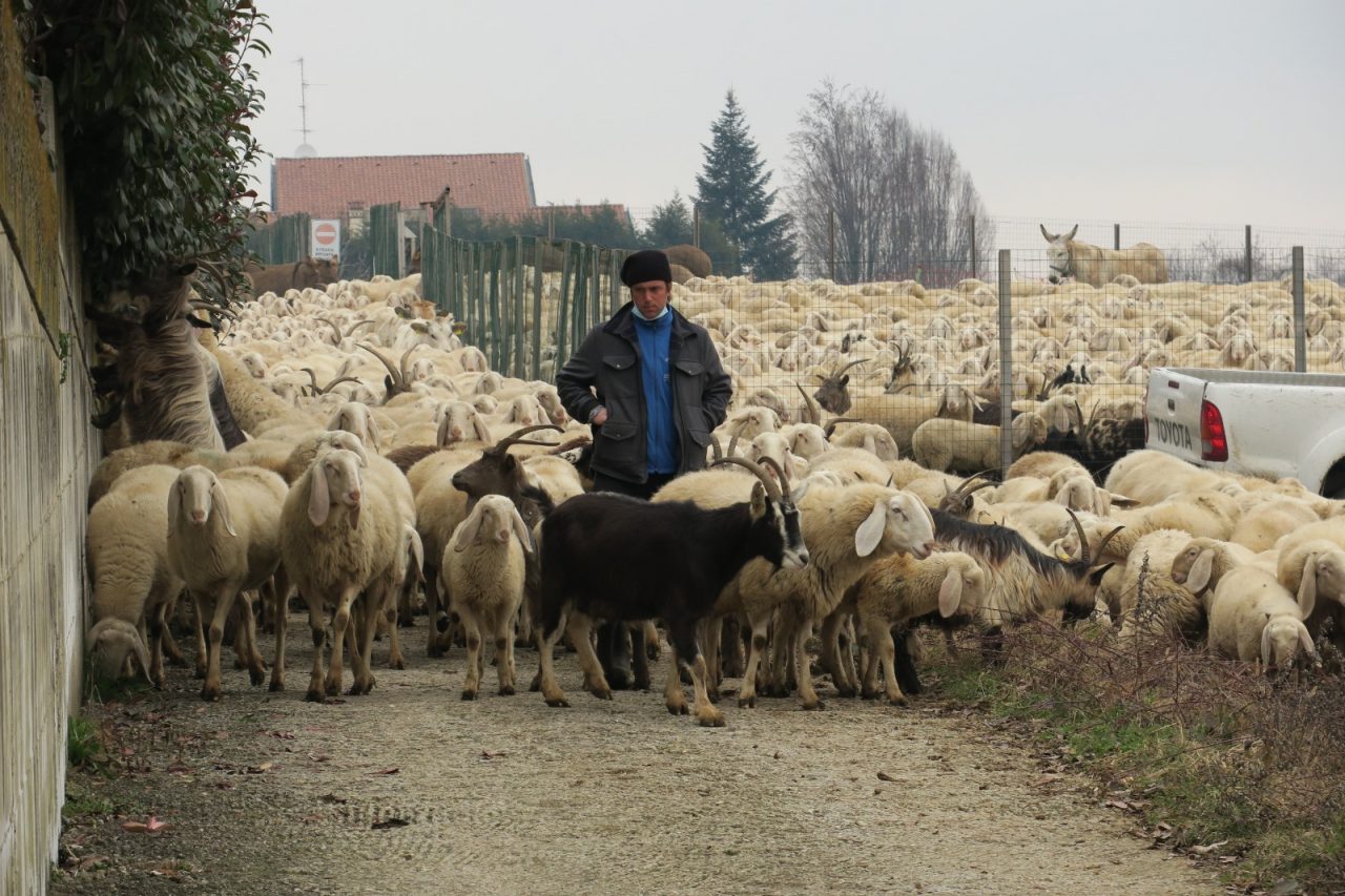 Pecore bergamasche al pascolo a Tregasio