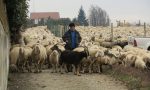 Pecore bergamasche al pascolo a Tregasio