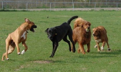 Area cani nel Parco di Monza, nuova richiesta