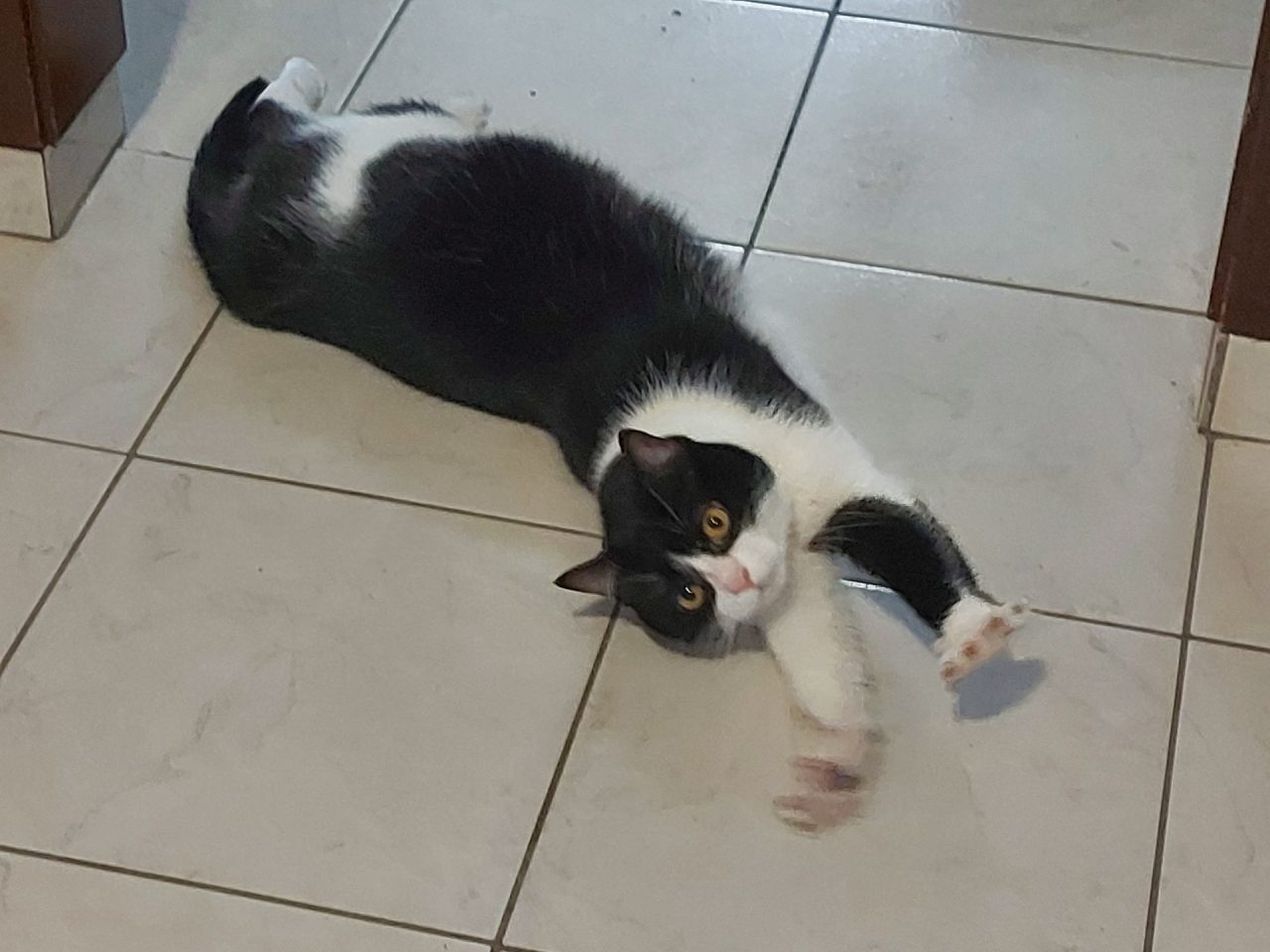 Festa del Gatto