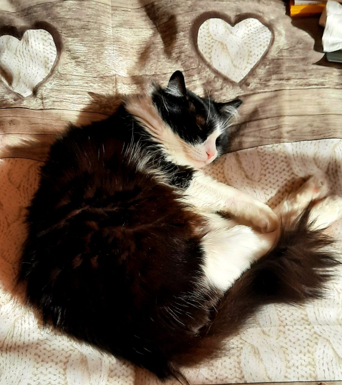Festa del Gatto