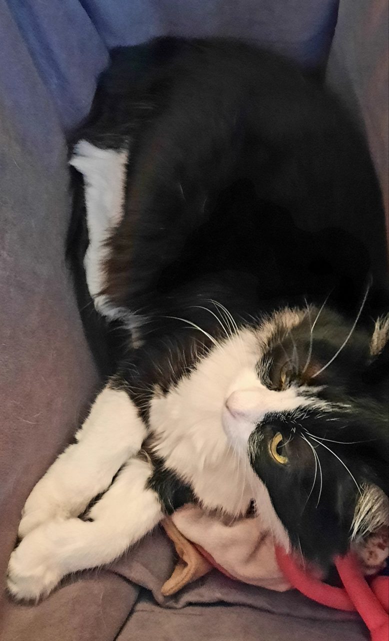 Festa del Gatto