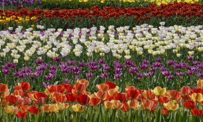 A Ornago un campo con 35.000 tulipani aperto a tutti