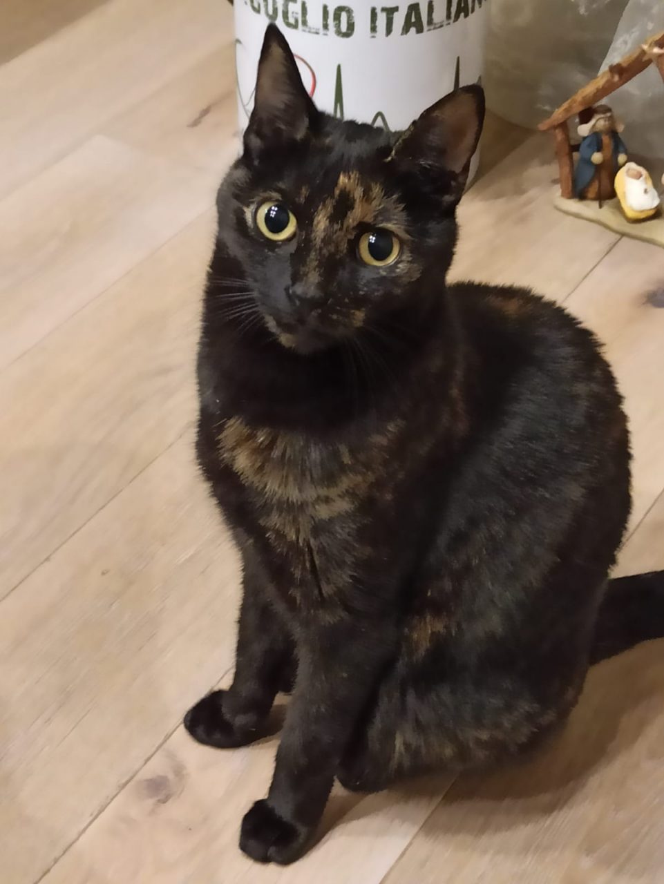 Festa del Gatto