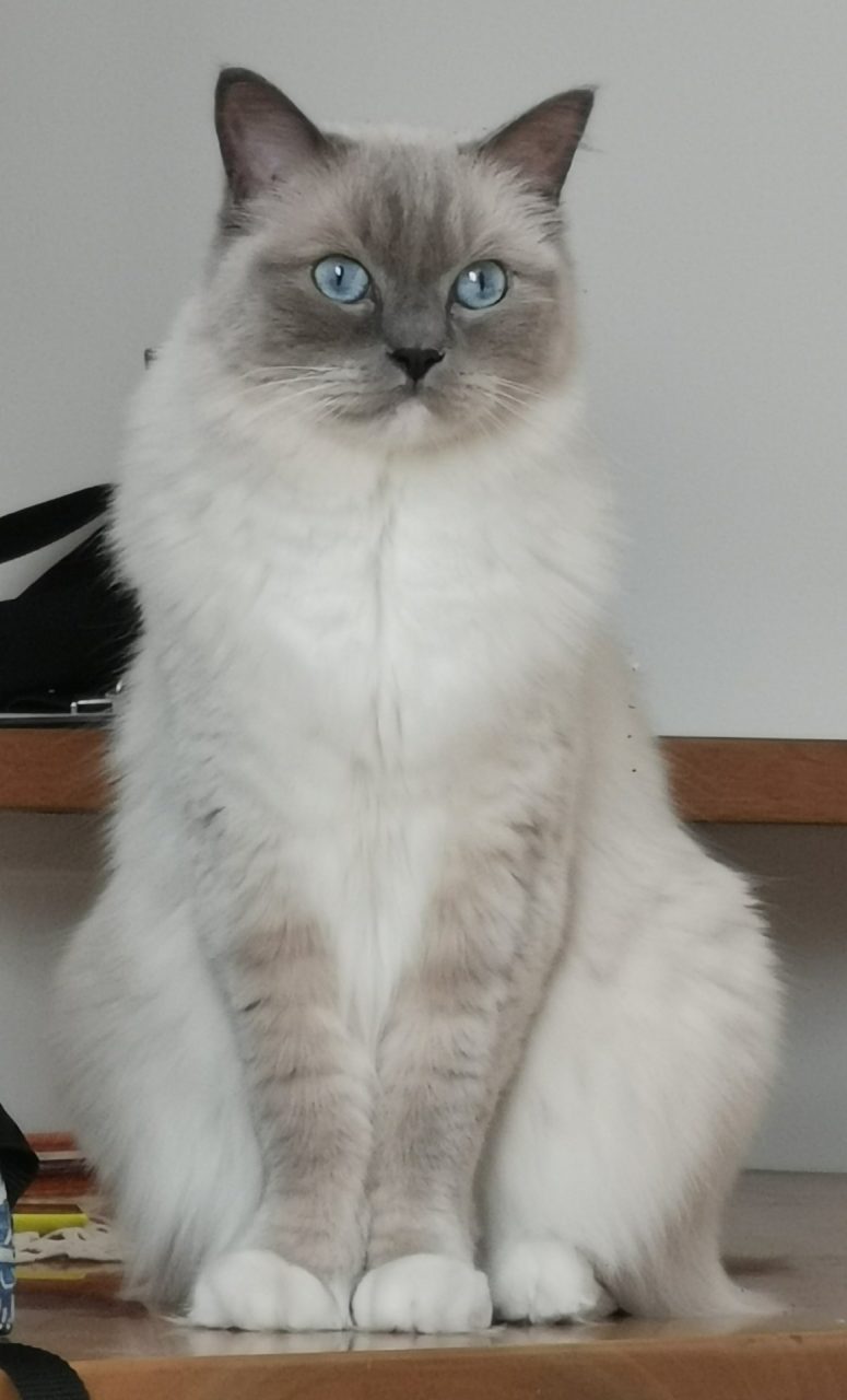 Festa del Gatto