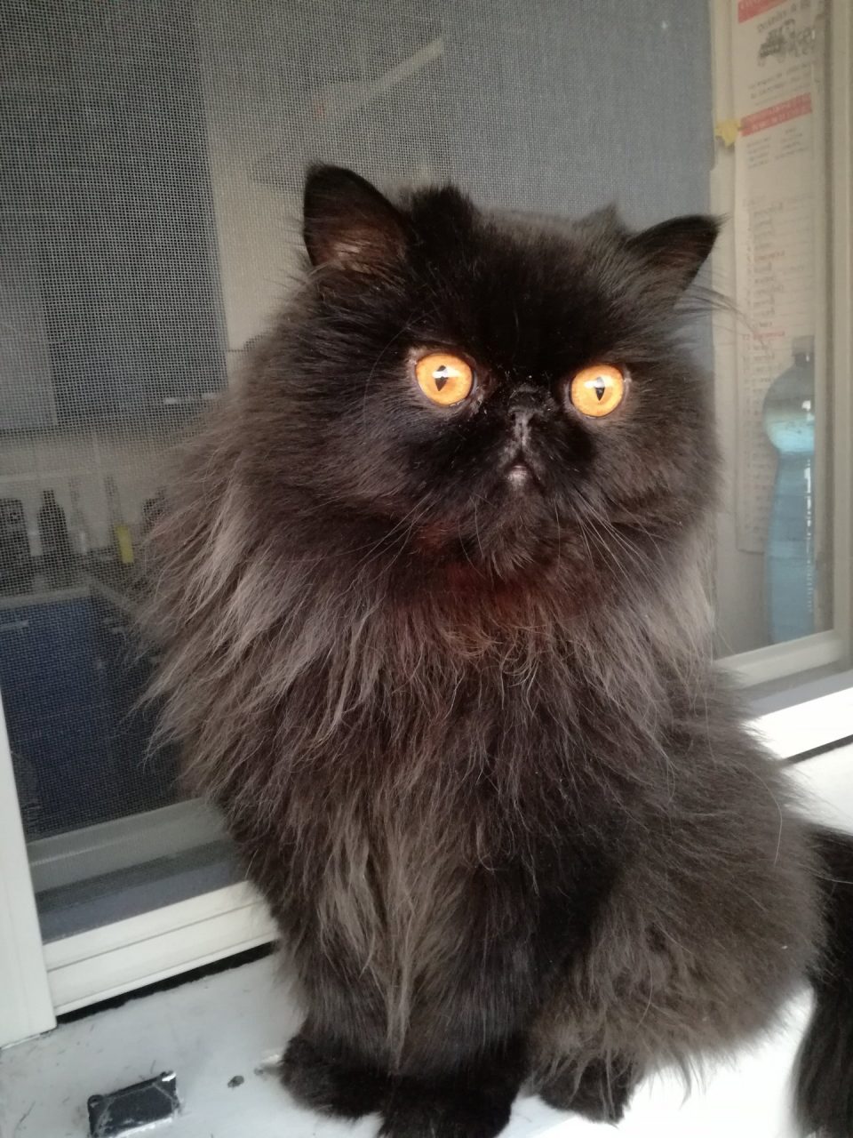 Festa del Gatto