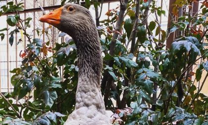 L’oca Reginaldo, la mascotte dell’oratorio, finisce… in padella