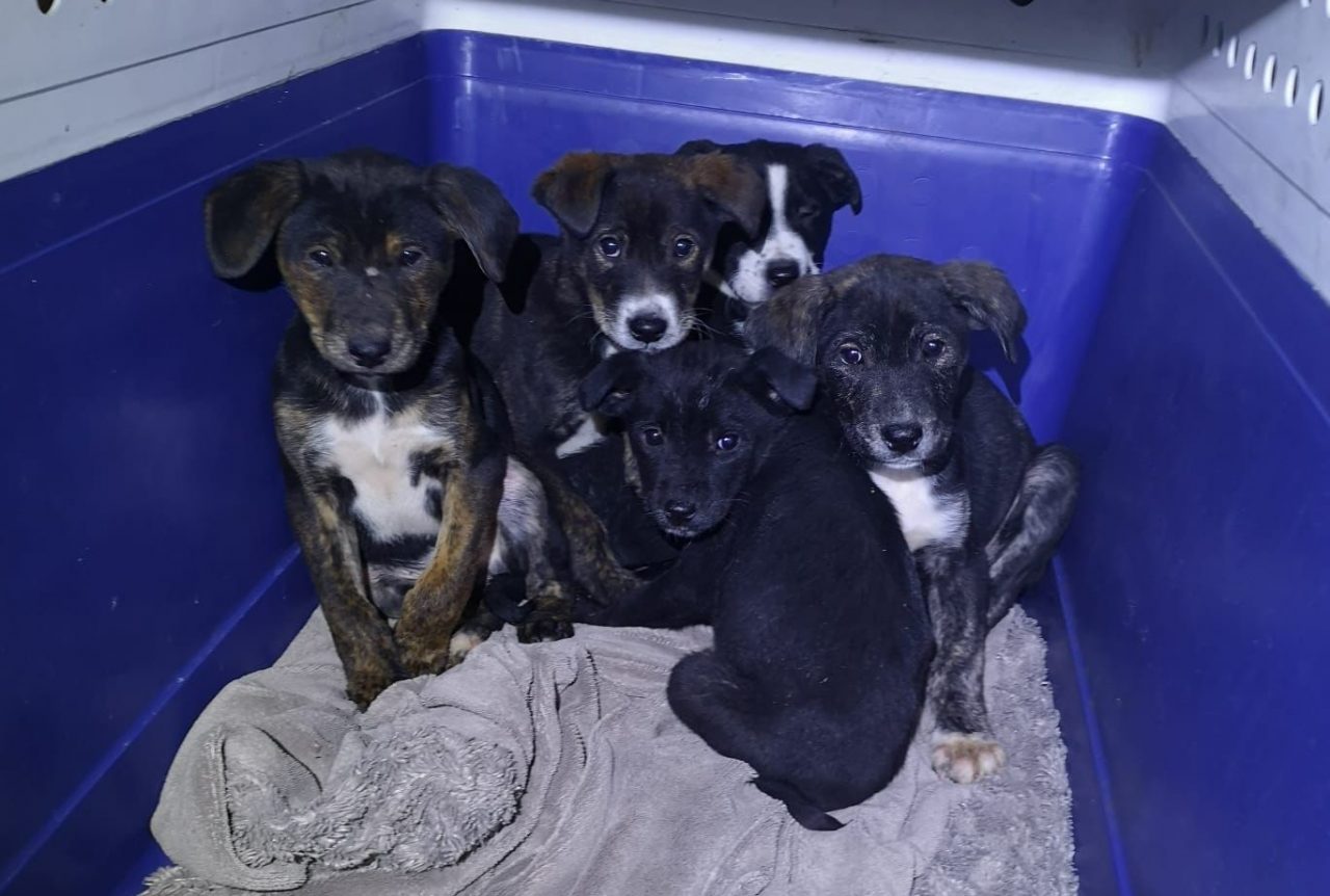 Trovati cinque cuccioli vicino a un casolare abbandonato a Monza