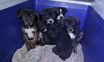 Trovati cinque cuccioli vicino a un casolare abbandonato a Monza