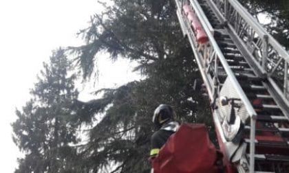 Rami pericolanti in via Boito a Monza: intervengono i Vigili del fuoco
