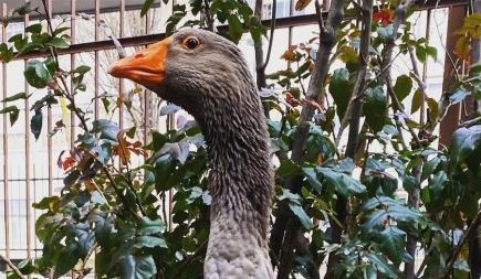 L’oca Reginaldo finisce al macello: gli animalisti denunciano il don