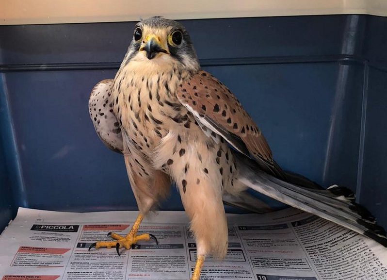 Rapace intrappolato in una bocca di lupo: recuperato e liberato nel Parco di Monza