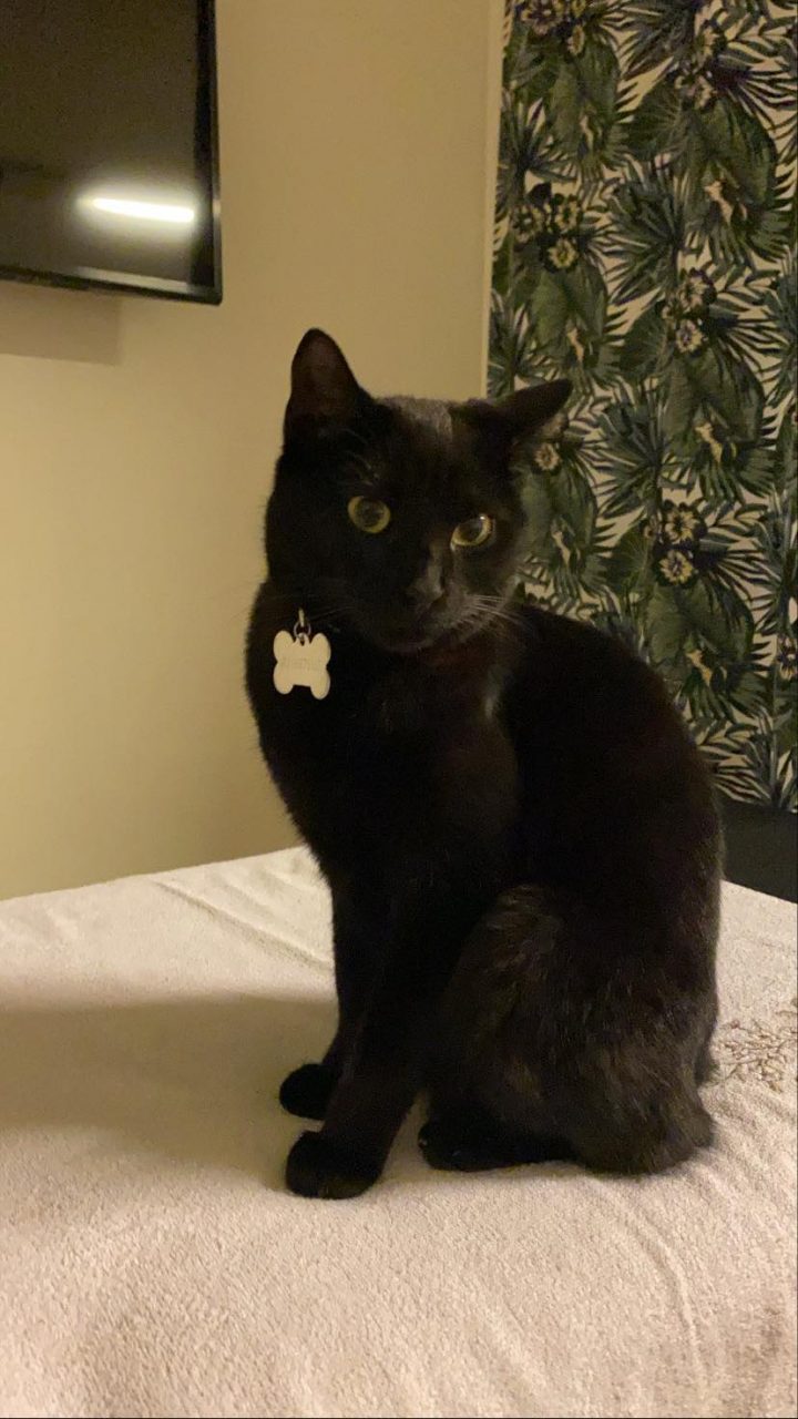 Giussano, sparano al gatto