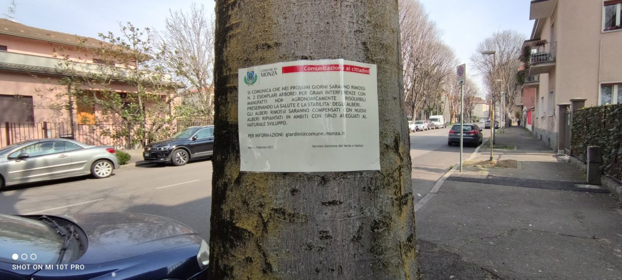 Sollevano i marciapiedi “condannati” due alberi di via Romagna