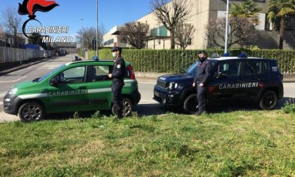 I Carabinieri soccorrono cinque gabbiani feriti