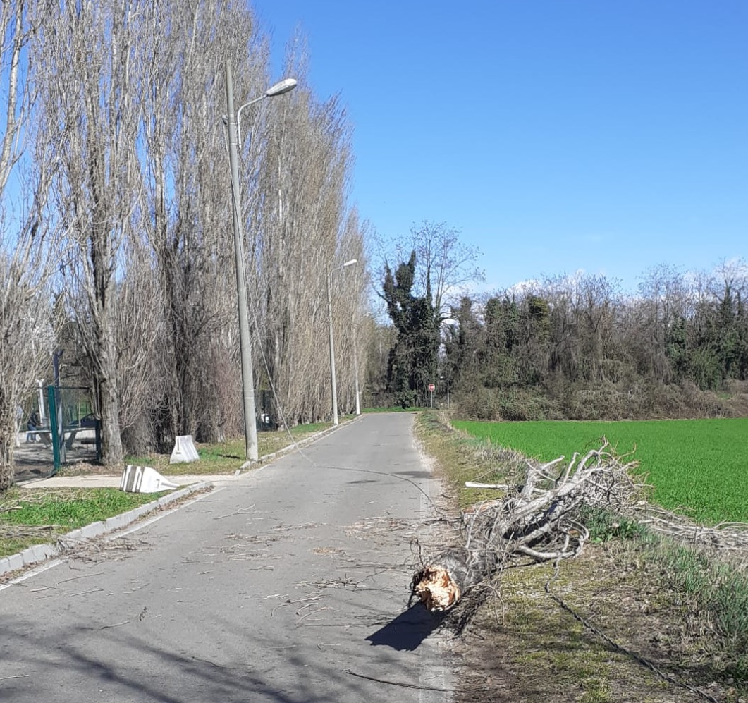 Pioppo cade sulla strada in via Boscherona