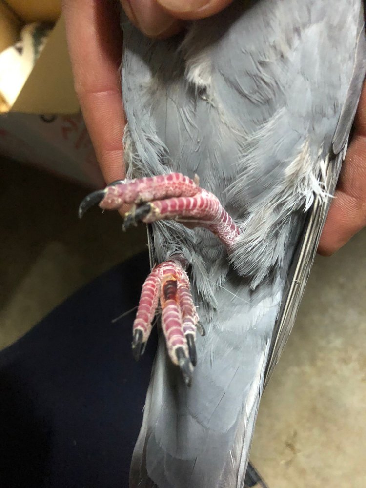 piccione filo zampe-fb--81e