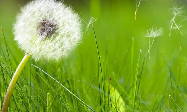 Uno studio internazionale, che coinvolge anche Desio, indaga il rapporto tra andamento dei pollini e infezione da Covid