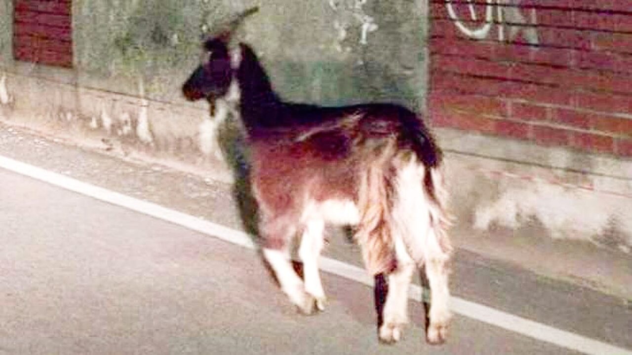 Fine della corsa per le caprette in fuga