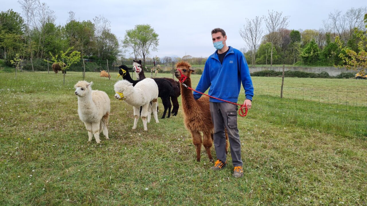 Gli Alpaca delle Ande “sbarcano” ad Arcore