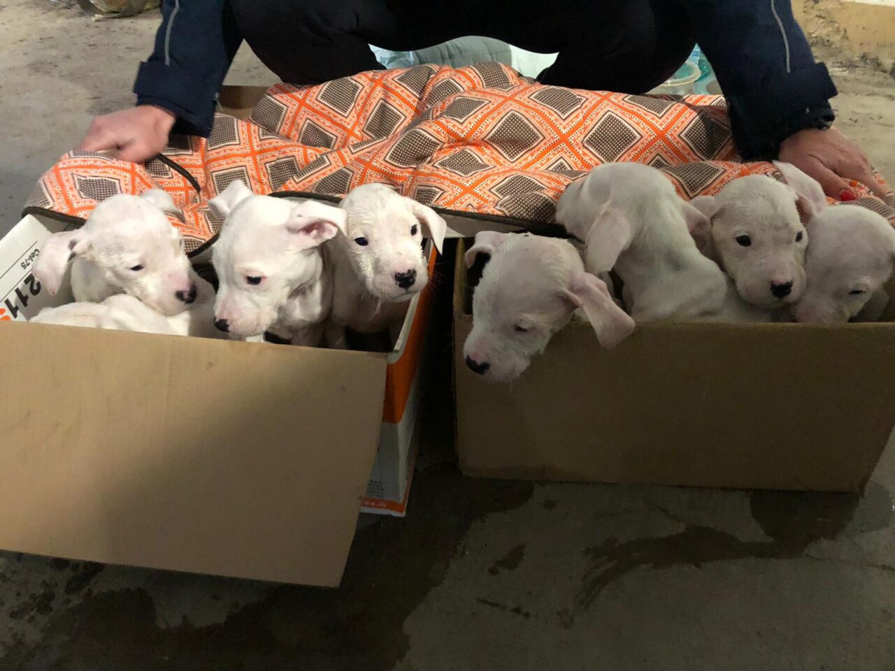 Seveso, otto cuccioli di dogo argentino recuperati dalla Polizia Locale