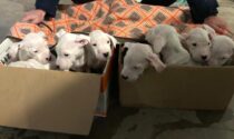 Seveso, otto cuccioli di dogo argentino recuperati dalla Polizia Locale