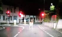 Le foto del cervo che si aggira per le strade di Bernareggio