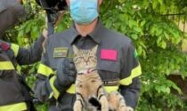 Gatto bloccato su un albero e salvato dai Vigili del fuoco