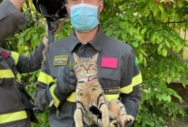 Gatto bloccato su un albero e salvato dai Vigili del fuoco