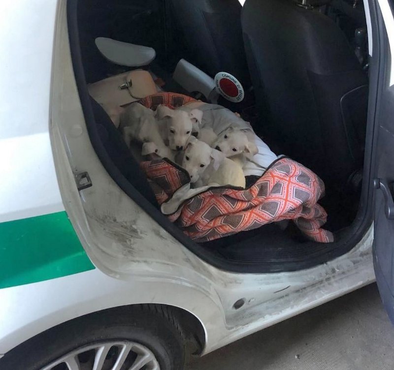 cuccioli in auto Polizia di Seveso-fb