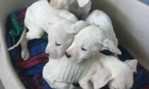 Sono morti due degli otto cuccioli di dogo gettati in un sacchetto