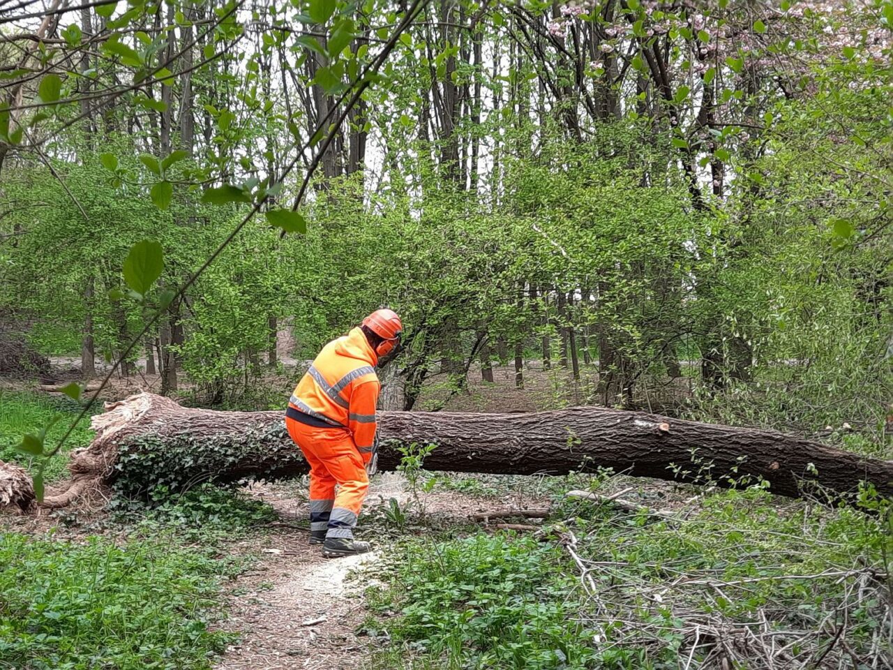 Bosco urbano, maxi intervento di pulizia e di messa in sicurezza