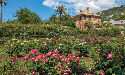 Immersi tra i colori e i profumi dei fiori