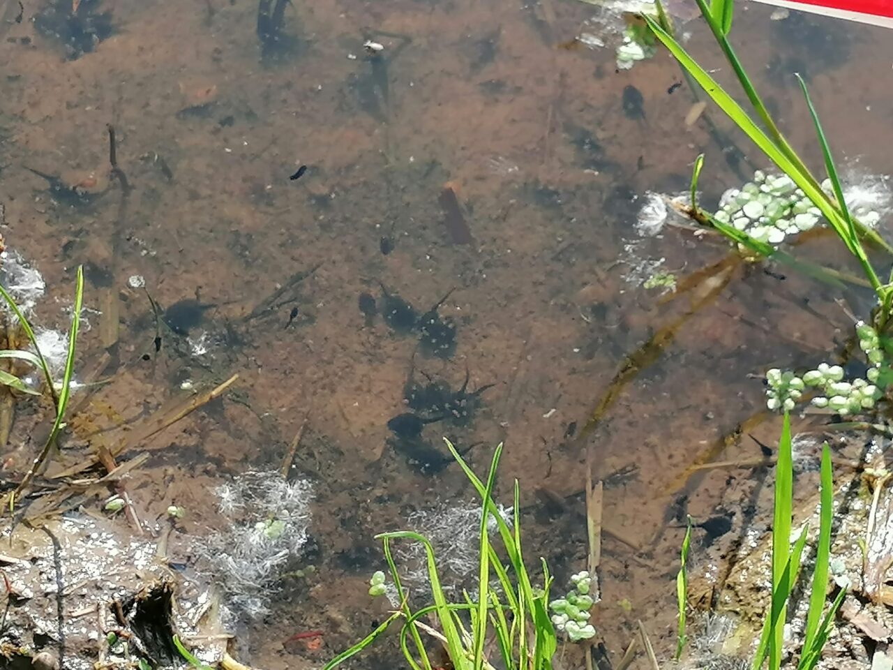Danneggiato lo stagno dei girini nel Parco