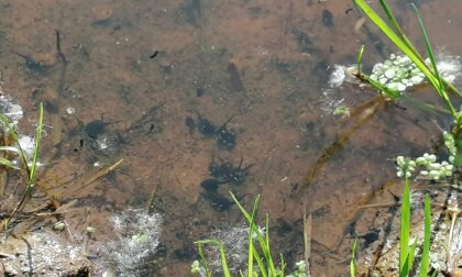 Danneggiato lo stagno dei girini nel Parco