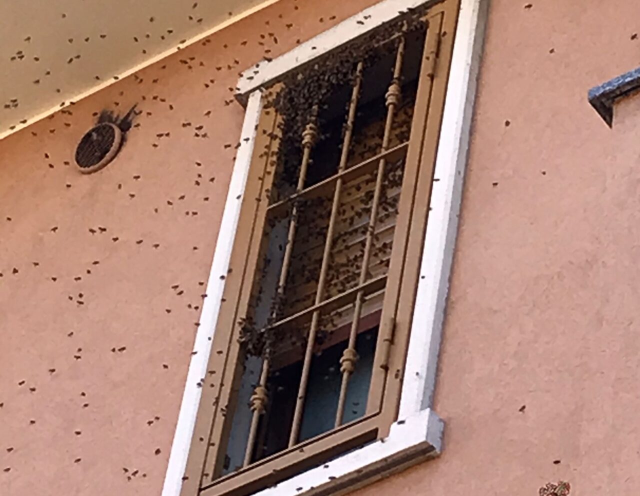 Nella Giornata Mondiale delle Api qualcuno a Nova Milanese ha avuto con loro un incontro molto ravvicinato