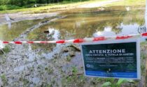 Nella pozza c'è un mondo che non ti aspetti: i girini di rospo smeraldino crescono al Parco di Monza