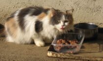Domani i volontari Enpa ad Albiate per la raccolta alimentare per le colonie feline