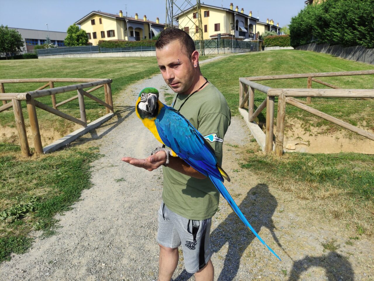 Il pappagallo Alex fa impazzire Roncello