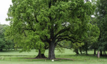 Un weekend con il Fai alla scoperta degli alberi monumentali e delle serre di agrumi nei Giardini reali